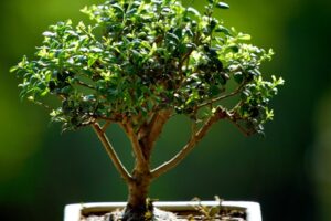 Frequently Asked Questions-Thinkshift