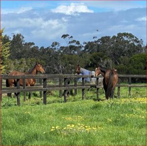 equine-assisted-psychotherapy-Thinkshift-Kyabram
