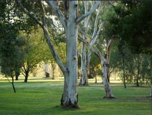 Equine-Assisted-Therapy-Thinkshift