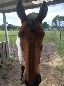 Equine-Assisted-Therapy-Thinkshift