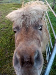 Equine-Assisted-Therapy-Thinkshift